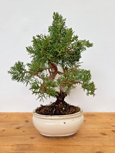 Bonsai chinesischer wacholder - bonsai,