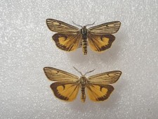 Spiris striata  x2 Entomologie Schmetterling Präparat m FO Taxidermy aus F