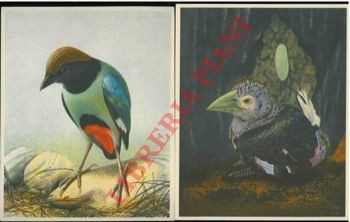 Artis brüssel - artis.,