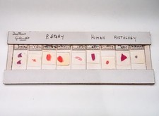 9 Histologie Mikroskop Objektträger Set professionell vorbereitet beschriftet ductless Drüsen