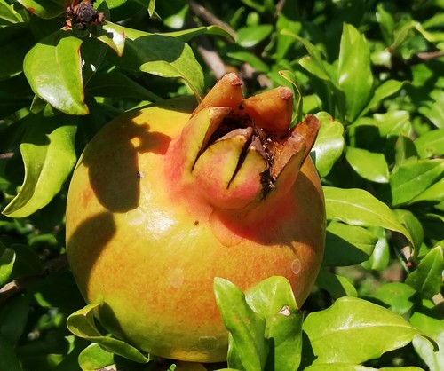 Samen obstbaum garten - samen,