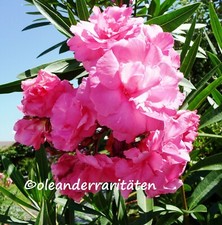 Oleander Pflanze SPLENDENS GIGANTEUM 3l Topf 50-60cm Rosa  Blütenbälle