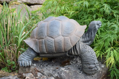Schildkröte landschildkröte - schildkröte,