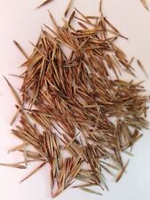 SAMEN Black Bambus schwarzer Bambus schnell wachsend, winterhart Gartenbaumbus