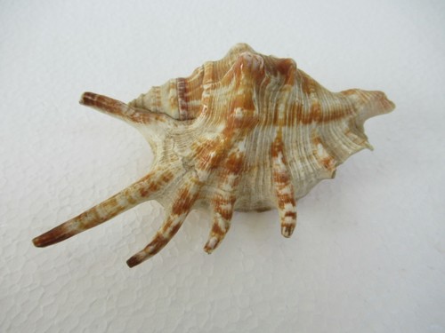 Antike spider conchs muscheln - spider,