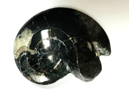 Fm0012 goniatit ammonit fossil - ammonit,