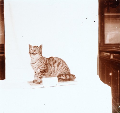 Chat ausgestopft zoologie - chat,
