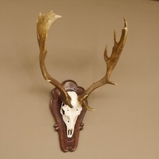 Damhirsch Geweih Höhe 80 cm Barock Trophäenschild Dam Hirsch Hirschgeweih 72.489
