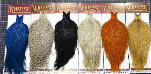 Whiting coq leon rooster - coq,