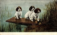 Ak Hundewelpen, Drei junge