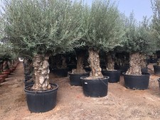Sunny Tree - Olivenbaum - Olea