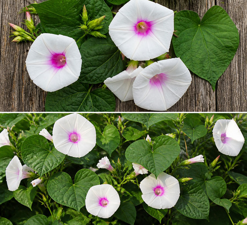Ipomoea purpurea dolce - 🌱,