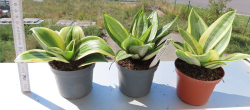 Bogenhanf sansevieria - bogenhanf,