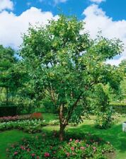 Acer griseum, Papier-Birke, kräftig, 150–175 cm