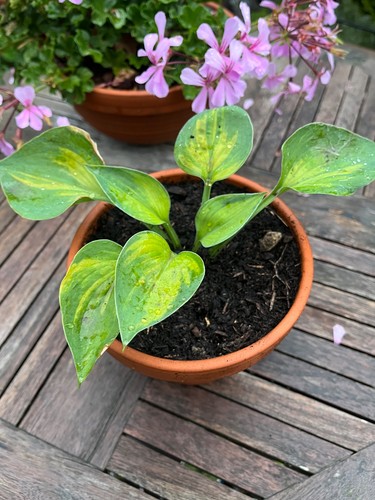 Funkien hosta ableger - funkien,