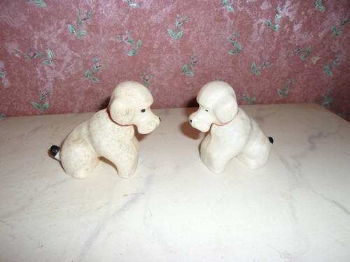 Alter hund pudel um - 2,