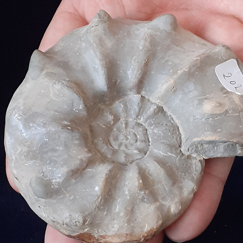 Ammonit ceratites - ammonit,