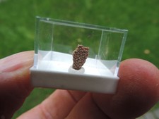 TOP -  Eierschale vom Hypselosaurus aus Frankreich