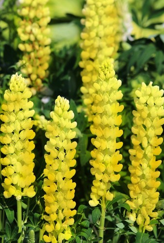 100 samen lupine süßlupine - +100,