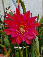 Epiphyllum Blattkakteen