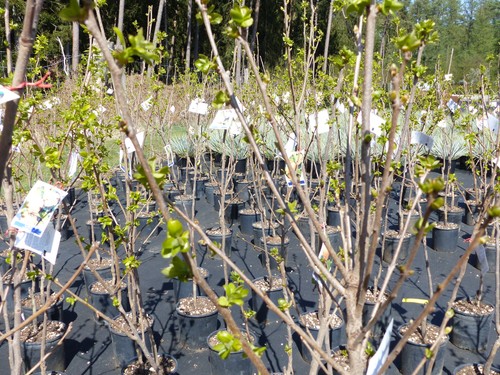 Kakibaum 150 180 cm - 180,