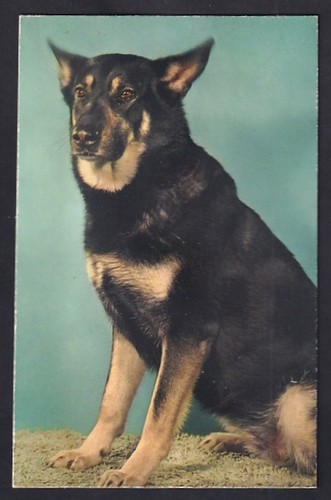 Geräusch sitzender hund - sitzender,