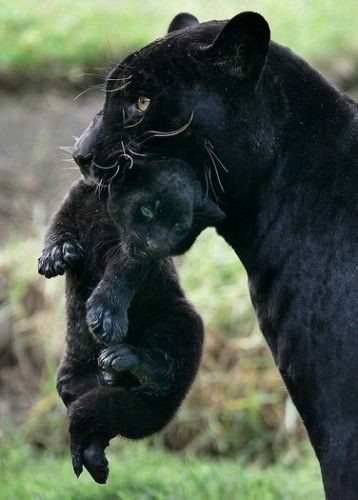 Panther jungtier - +,