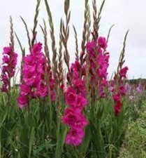 Großblütige magentafarbene