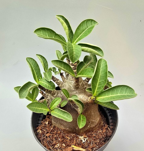 Sehr schöne adenium baobab - adenium,