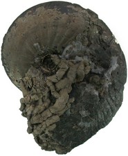 Lias  Oxynoticeras oxynotum