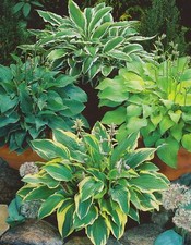 Funkien hosta gemischt 5 - funkien,