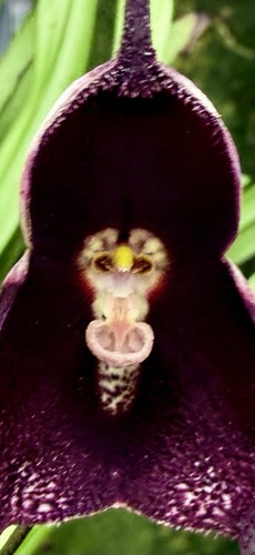 Dracula species black red - dracula,