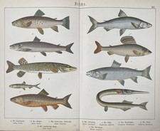 antike Grafik Fauna: Fische