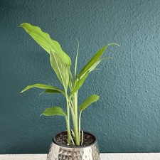 Echter Kurkuma, exotische Zimmerpflanze, C. longa: Blattschmuck, essbar, schick!