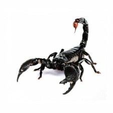 Skorpion Aufkleber Scorpion