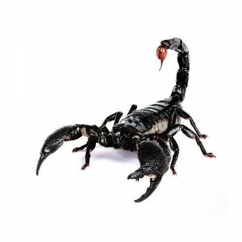 Skorpion aufkleber scorpion - skorpion,