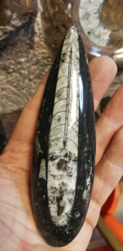 Orthoceras matrix poliert - 2,