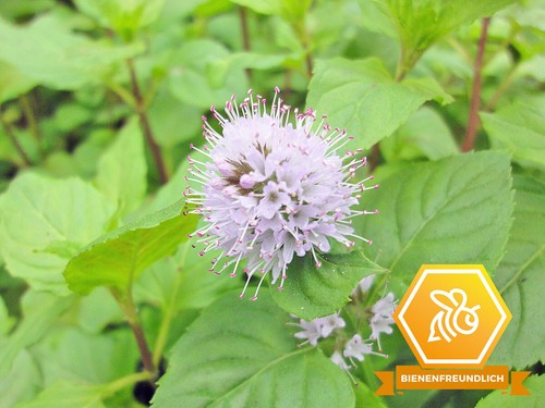 Wasserminze mentha aquatica - -,