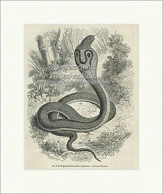 Serpent lunettes - a,