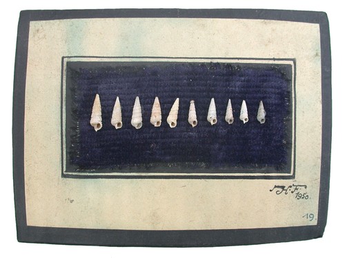 Oligozän potamides plicatus - oligozän,