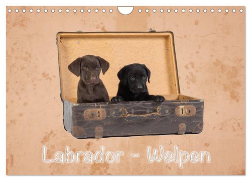 Labrador welpen - labrador,