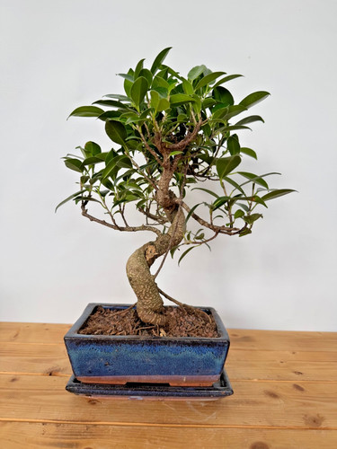 Zimmerbonsai ficus retusa - zimmerbonsai,