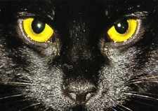 Ansichtskarte: Katzenaugen -