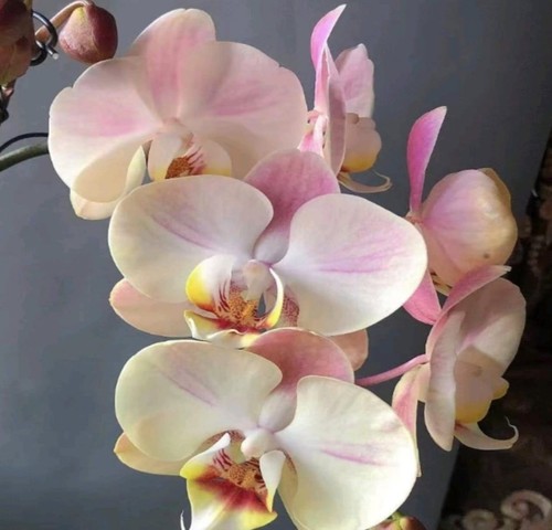 Orchidee phalaenopsis phal - orchidee,