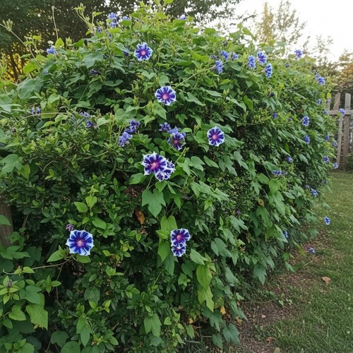 Sale3280 ipomoea tricolor - sale3280,