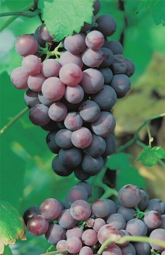 Vitis vinifera roter - vinifera, gutedel