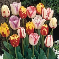 Rembrandt-Tulpen Farbmix bunt Gr. 11/12 (10 Blumenzwiebeln)