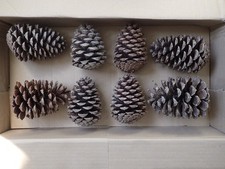 8 Pinienzapfen - 12...14 cm -