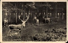 Schorfheide brandenburg - ak,