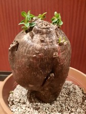 Pachypodium bispinosum XXL